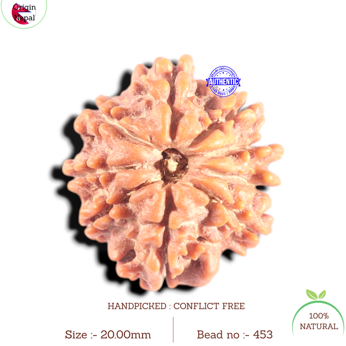 9 Mukhi Nepalese Rudraksha - Bead No. 453