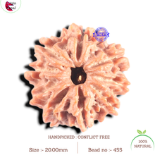 Load image into Gallery viewer, 9 Mukhi Nepalese Rudraksha - Bead No. 455
