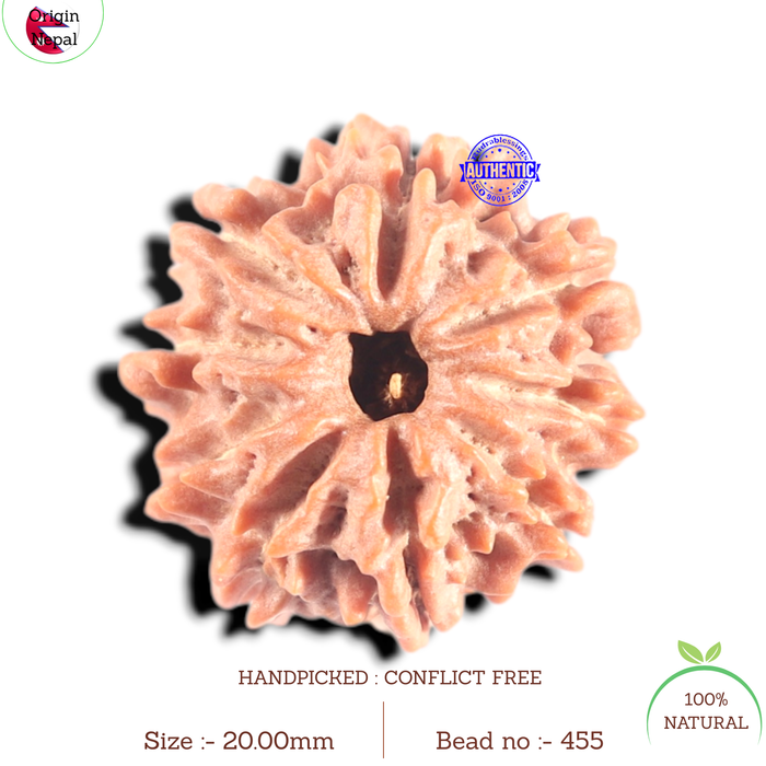 9 Mukhi Nepalese Rudraksha - Bead No. 455