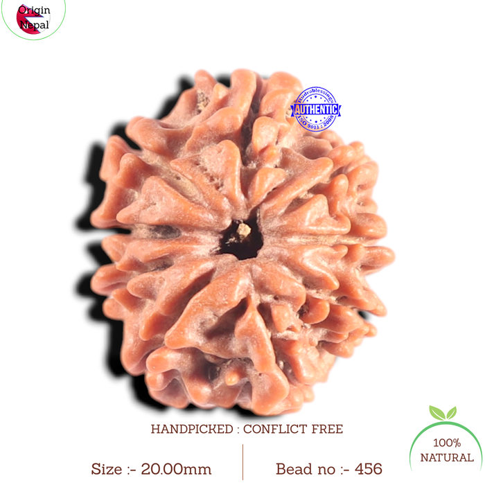 9 Mukhi Nepalese Rudraksha - Bead No. 456