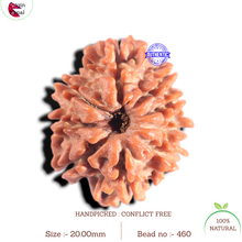 Load image into Gallery viewer, 9 Mukhi Nepalese Rudraksha - Bead No. 460
