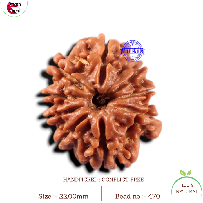 9 Mukhi Nepalese Rudraksha - Bead No. 470