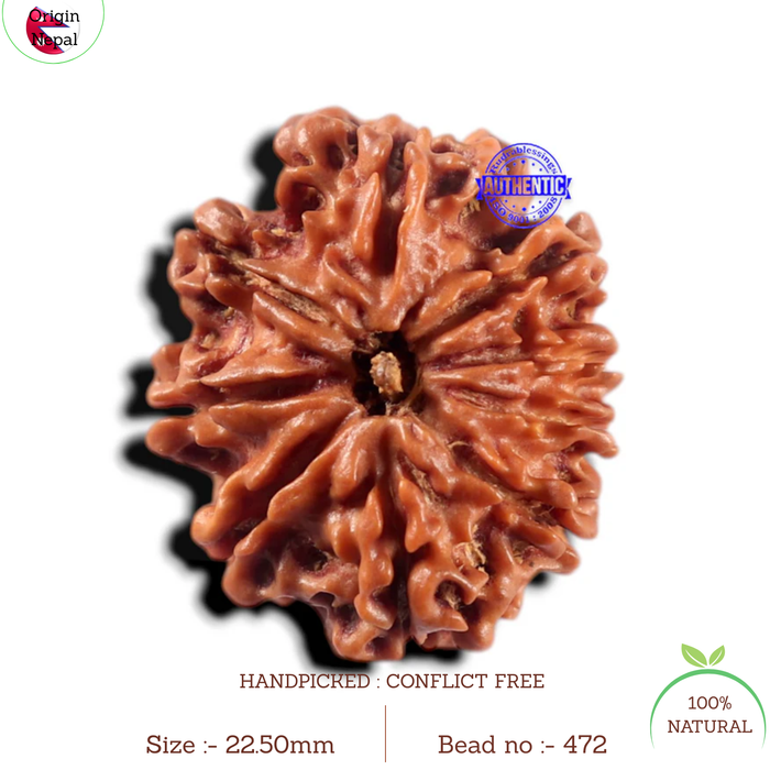 9 Mukhi Nepalese Rudraksha - Bead No. 472
