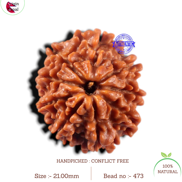 9 Mukhi Nepalese Rudraksha - Bead No. 473