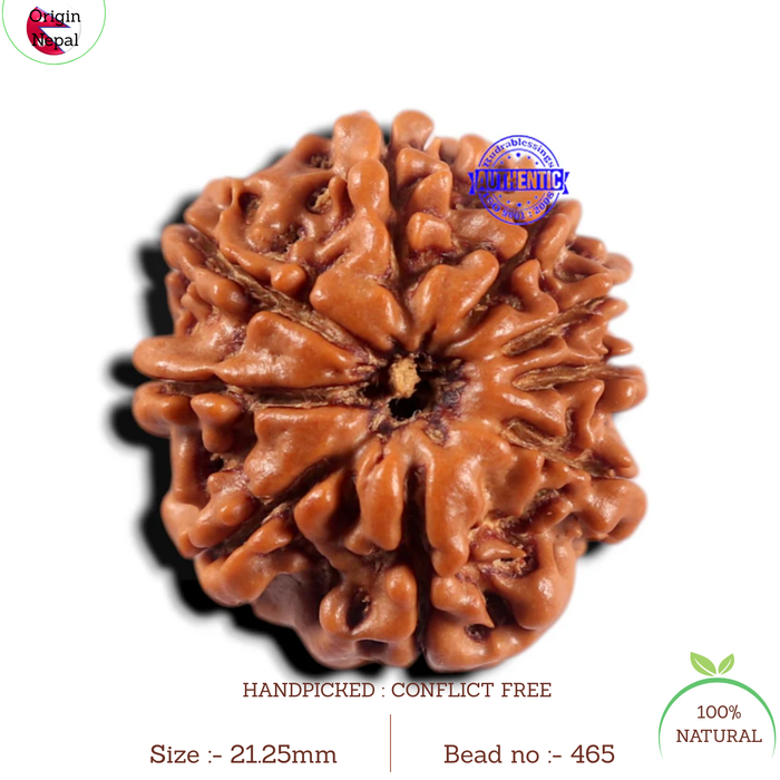 9 Mukhi Nepalese Rudraksha - Bead No. 465