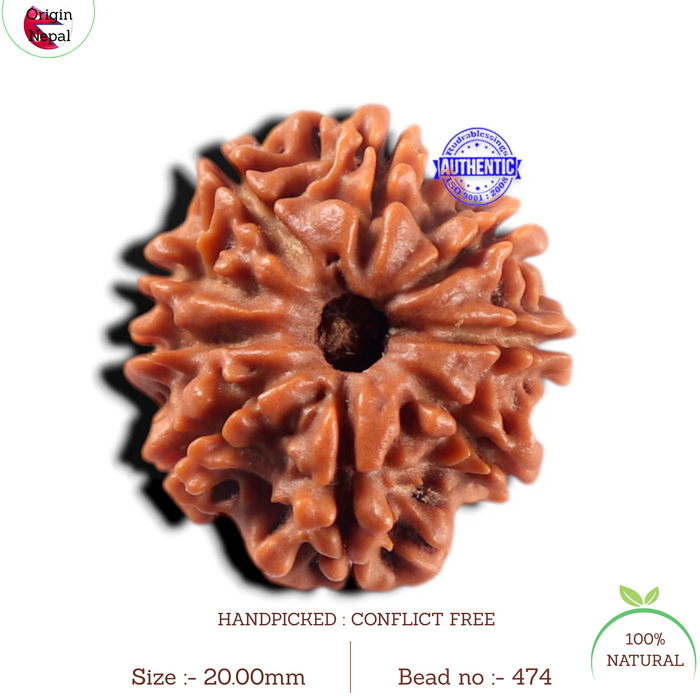 9 Mukhi Nepalese Rudraksha - Bead No. 474