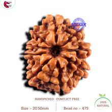 Load image into Gallery viewer, 9 Mukhi Nepalese Rudraksha - Bead No. 475
