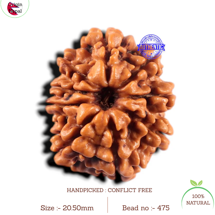 9 Mukhi Nepalese Rudraksha - Bead No. 475