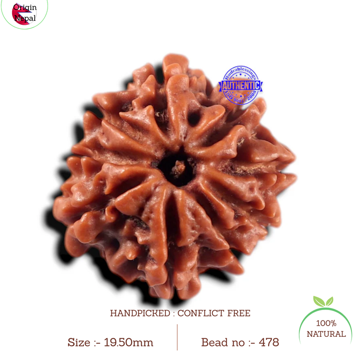 9 Mukhi Nepalese Rudraksha - Bead No. 478