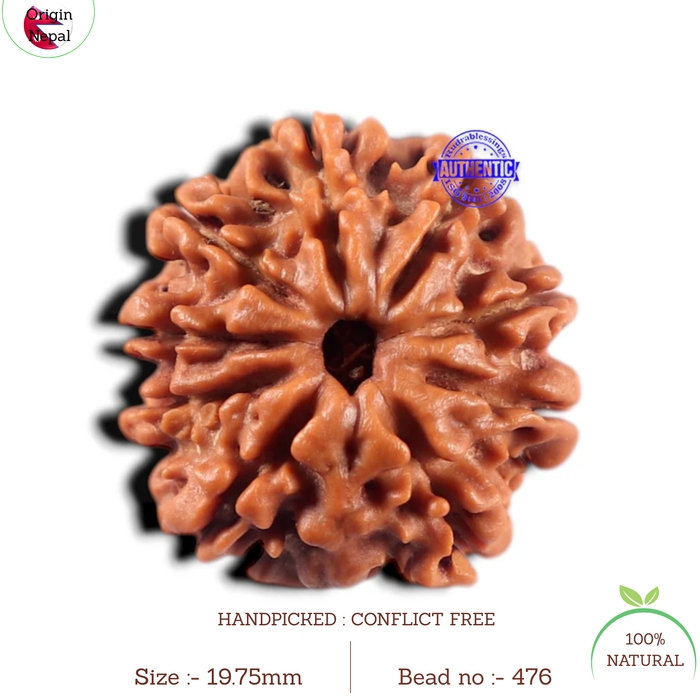 9 Mukhi Nepalese Rudraksha - Bead No. 476