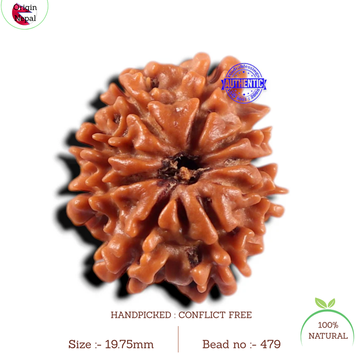 9 Mukhi Nepalese Rudraksha - Bead No. 479