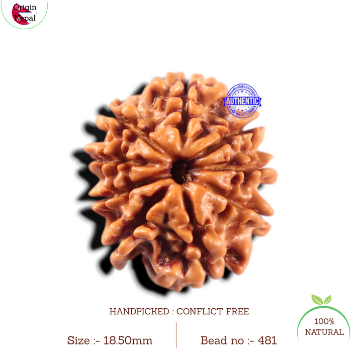 9 Mukhi Nepalese Rudraksha - Bead No. 481