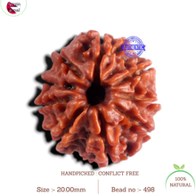 Load image into Gallery viewer, 9 Mukhi Nepalese Rudraksha - Bead No. 498
