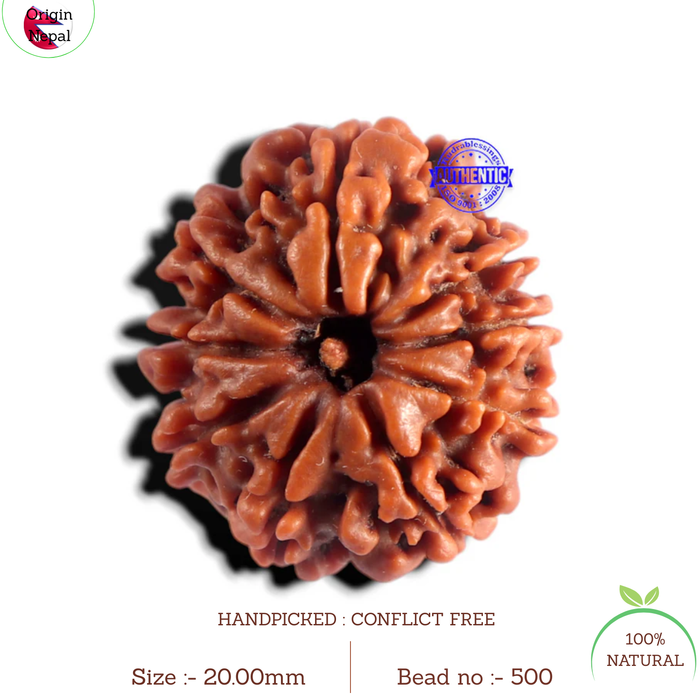 9 Mukhi Nepalese Rudraksha - Bead No. 500