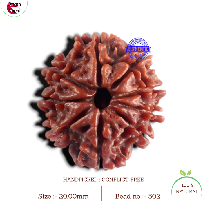 9 Mukhi Nepalese Rudraksha - Bead No. 502