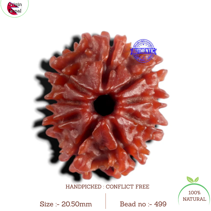 9 Mukhi Nepalese Rudraksha - Bead No. 499