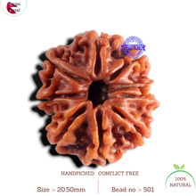 Load image into Gallery viewer, 9 Mukhi Nepalese Rudraksha - Bead No. 501
