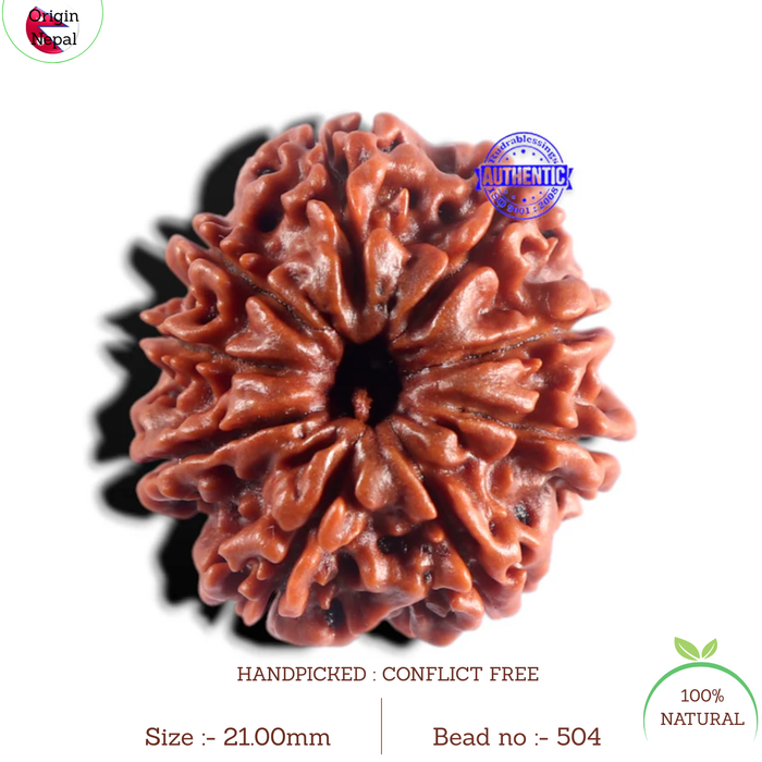 9 Mukhi Nepalese Rudraksha - Bead No. 504