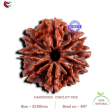 Load image into Gallery viewer, 9 Mukhi Nepalese Rudraksha - Bead No. 497
