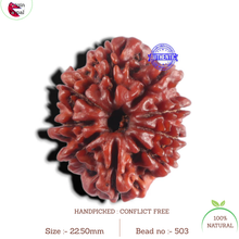 Load image into Gallery viewer, 9 Mukhi Nepalese Rudraksha - Bead No. 503
