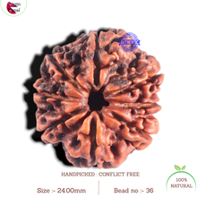 Load image into Gallery viewer, 8 Mukhi Nepalese Rudraksha - Bead No. 36
