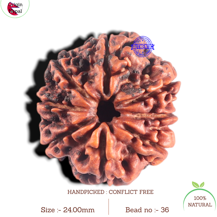 8 Mukhi Nepalese Rudraksha - Bead No. 36