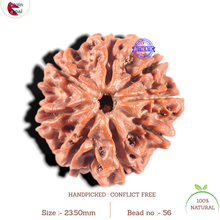 Load image into Gallery viewer, 8 Mukhi Nepalese Rudraksha - Bead No. 56

