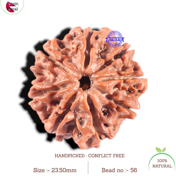 8 Mukhi Nepalese Rudraksha - Bead No. 56