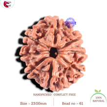 Load image into Gallery viewer, 8 Mukhi Nepalese Rudraksha - Bead No. 61
