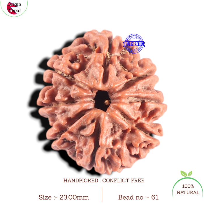 8 Mukhi Nepalese Rudraksha - Bead No. 61