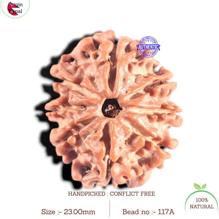 8 Mukhi Nepalese Rudraksha - Bead No. 117A