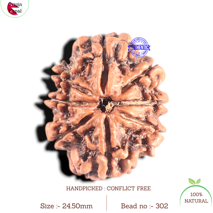8 Mukhi Nepalese Rudraksha - Bead No. 302