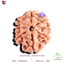 Load image into Gallery viewer, 8 Mukhi Nepalese Rudraksha - Bead No. 395
