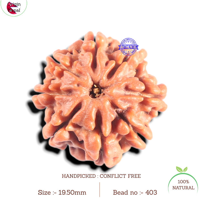 8 Mukhi Nepalese Rudraksha - Bead No. 403