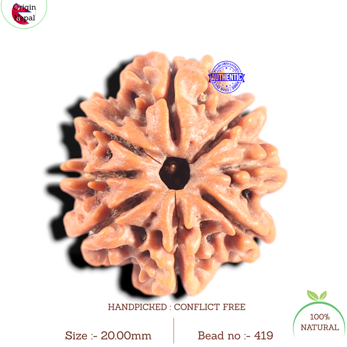8 Mukhi Nepalese Rudraksha - Bead No.419
