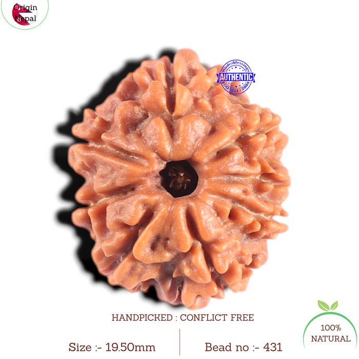 8 Mukhi Nepalese Rudraksha - Bead No. 431