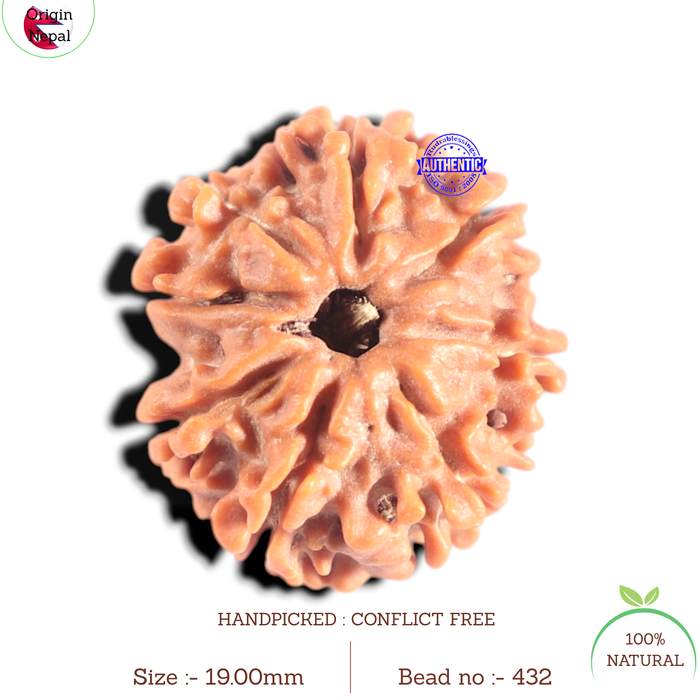 8 Mukhi Nepalese Rudraksha - Bead No. 432