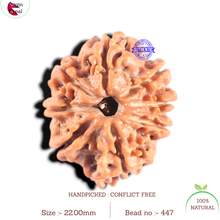 Load image into Gallery viewer, 8 Mukhi Nepalese Rudraksha - Bead No. 447
