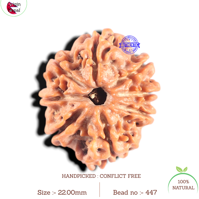 8 Mukhi Nepalese Rudraksha - Bead No. 447