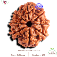 Load image into Gallery viewer, 8 Mukhi Nepalese Rudraksha - Bead No. 479
