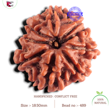 Load image into Gallery viewer, 9 Mukhi Nepalese Rudraksha - Bead No. 489
