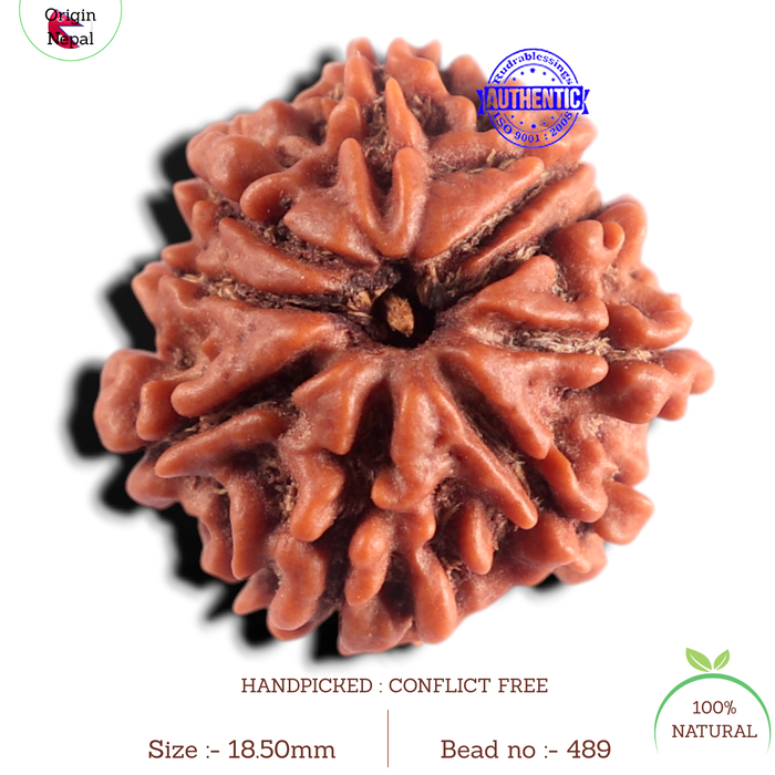 9 Mukhi Nepalese Rudraksha - Bead No. 489