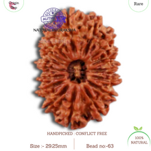 Load image into Gallery viewer, 16 Mukhi Rudraksha from Nepal - Bead No. 63
