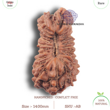 Load image into Gallery viewer, 23 Mukhi Rudraksha from Indonesia
