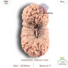 Load image into Gallery viewer, 26 Mukhi Rudraksha from Indonesia
