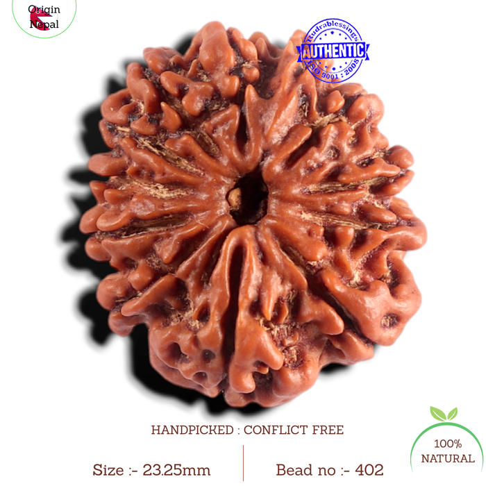 12 Mukhi Nepalese Rudraksha - Bead No 402