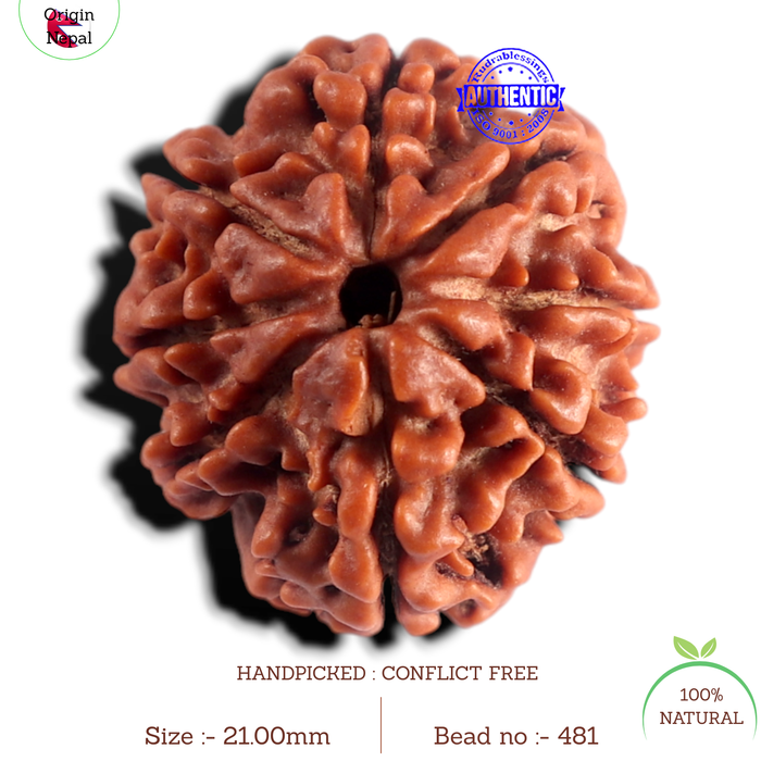 8 Mukhi Nepalese Rudraksha - Bead No. 481