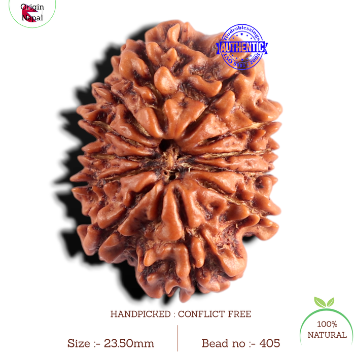 12 Mukhi Nepalese Rudraksha - Bead No 405