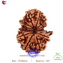 Load image into Gallery viewer, 13 Mukhi Nepalese Garbh Gauri Rudraksha with Ganesha - Bead No. 157
