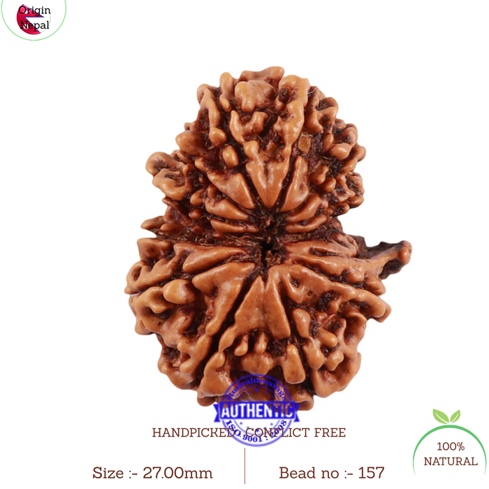 13 Mukhi Nepalese Garbh Gauri Rudraksha with Ganesha - Bead No. 157